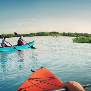 Mangroves Kayak Tour