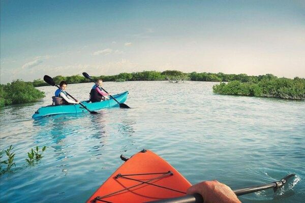 Mangroves Kayak Tour